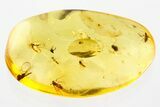 Detailed Fossil True Midge Swarm (Chironomidae) In Baltic Amber #367521-1